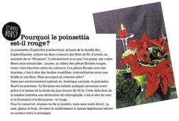 Aimez-vous les poinsettias ?