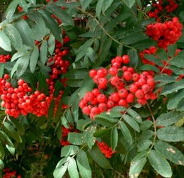 Symphorine x doorenbosii - Symphoricarpos - Symphoricarpus