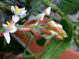 Orchidée bijou (Jewel Orchid)