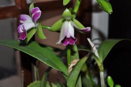 Blc.    Village Chief North 'Green Elfin' 