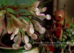 Une plante d'intérieur à identifier