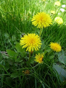 La mauvaise herbe la plus fréquente dans votre pelouse :