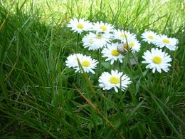 La mauvaise herbe la plus fréquente dans votre pelouse :