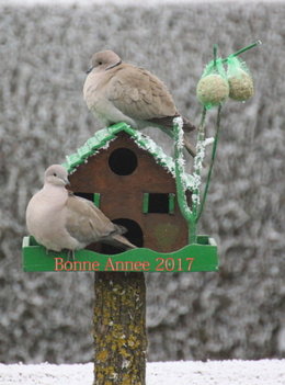 Disparition des petits oiseaux