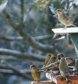 Disparition des petits oiseaux