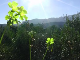 Le jardin d'ornement en janvier