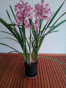 cymbidium