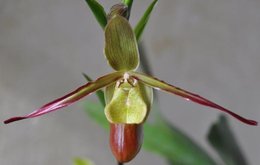 Phragmipedium Sorcerer’s Apprentice