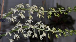 [Dendrobium pedunculatum