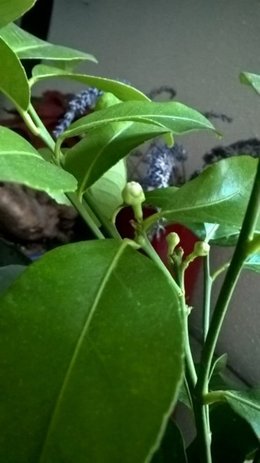 Citronier .....Sant&eacute;