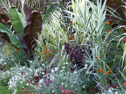 Arundo donax 'Variegata' - Graminée