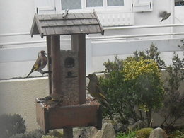 Disparition des petits oiseaux