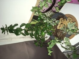 Kalanchoe