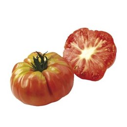 graine de tomate