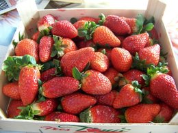 premiére cueillette de fraises de l'année