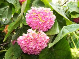 quelle est la nom de cette fleur ?