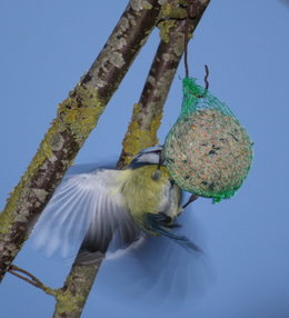 Disparition des petits oiseaux
