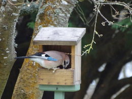 Disparition des petits oiseaux