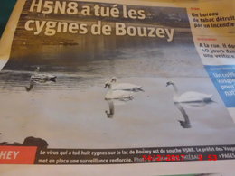 Disparition des petits oiseaux