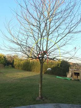 Taille des Arbres (Platane)