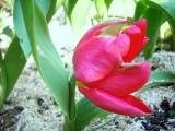 drole de tulipe