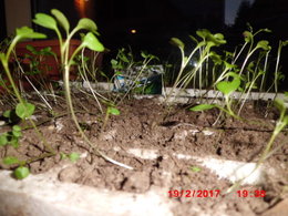 développement des semis de tomate