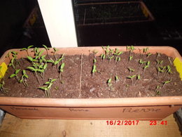 développement des semis de tomate