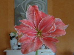 AMARYLLIS