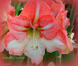 AMARYLLIS