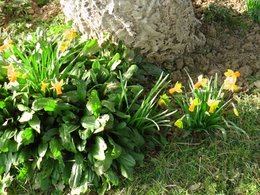 Fleurir le pied d'un arbre