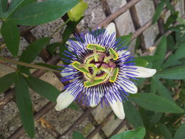 Passiflora caerulea - Fleur de la Passion