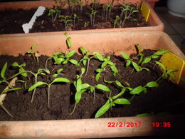 développement des semis de tomate
