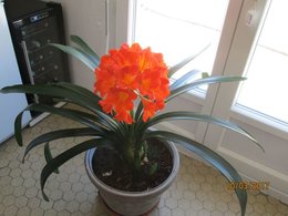 Clivia miniata - Clivia vermillon