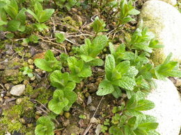 recherche plants de menthe poivrée et bergamote