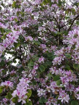 Qui connaît le nom de cet arbre fleuri