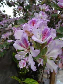 Qui connaît le nom de cet arbre fleuri