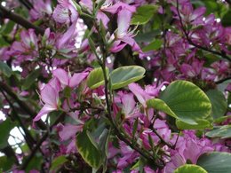 Qui connaît le nom de cet arbre fleuri