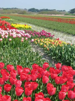 Découverte des champs de tulipes et jacinthes 