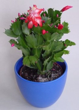 Cactus de Noël - Schlumbergera