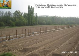 Plantation des tomates, aubergines, poivrons et piments