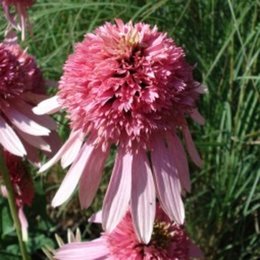 Echinacée 'After Midnight' - Echinacea