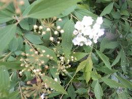 2 arbustes inconnus pour moi