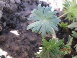 Quel est cette plante.