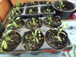 Mise en place de mes tomates dans la serre