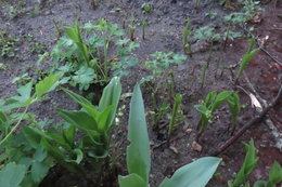 voici le muguet ......