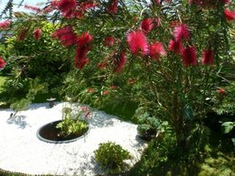 Callistemon citrinus - Rince bouteille