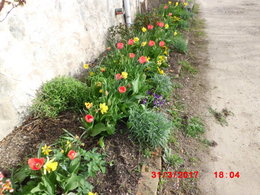 Découverte des champs de tulipes et jacinthes 
