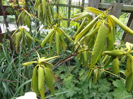 problèmes pour mon rhododendron