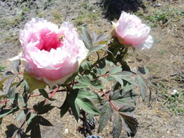 Premières pivoines arbustives...