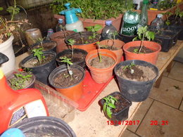 Mise en place de mes tomates dans la serre